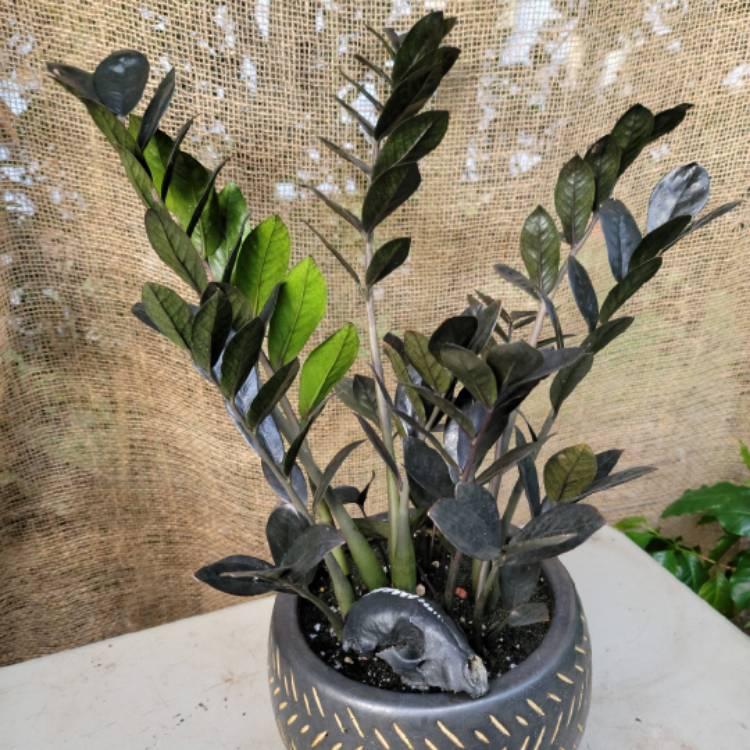 Zamioculcas Zamiifolia Raven - View 12 from www redcrocus com
