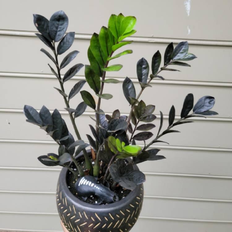 Zamioculcas Zamiifolia Raven - View 13 from www redcrocus com