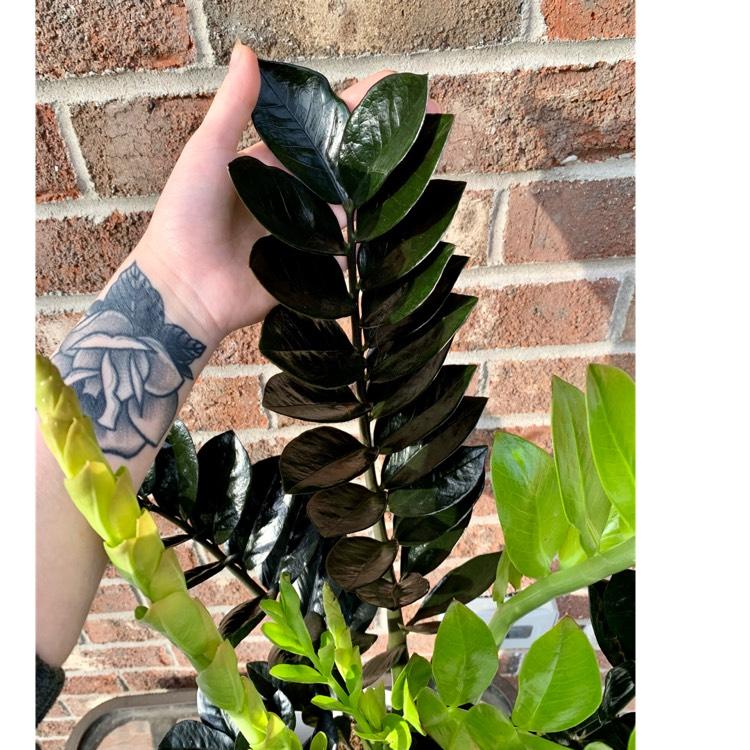 Zamioculcas Zamiifolia Raven - View 15 from www redcrocus com