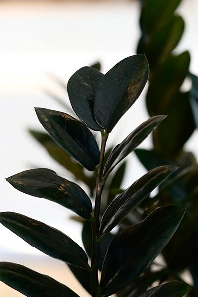 Zamioculcas Zamiifolia Raven - View 17 from www redcrocus com