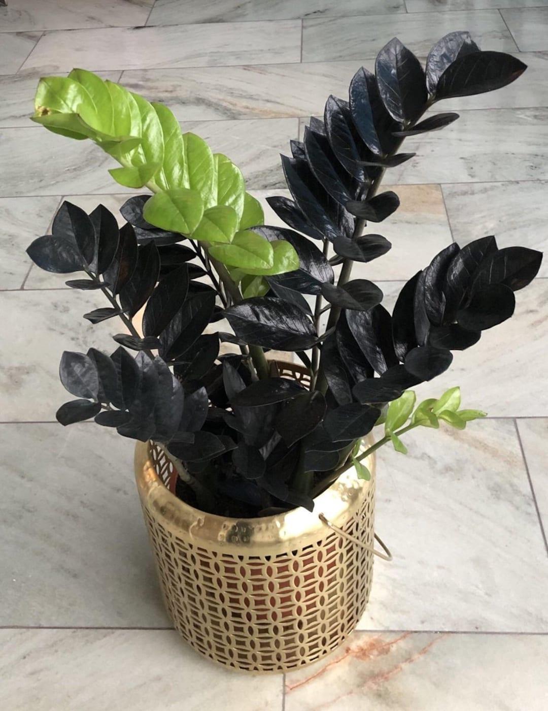 Zamioculcas Zamiifolia Raven - View 4 from www redcrocus com