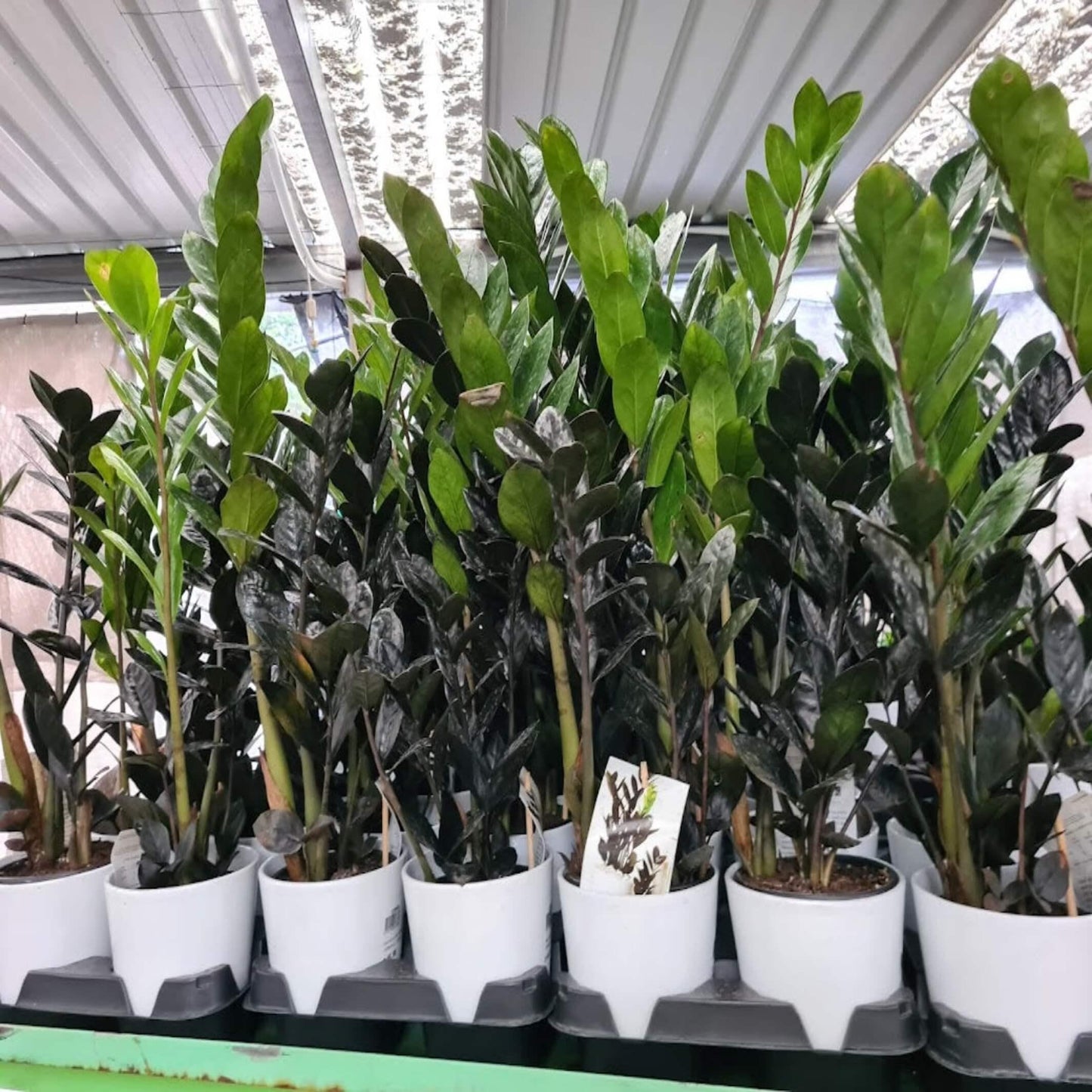 Zamioculcas Zamiifolia Raven - View 6 from www redcrocus com