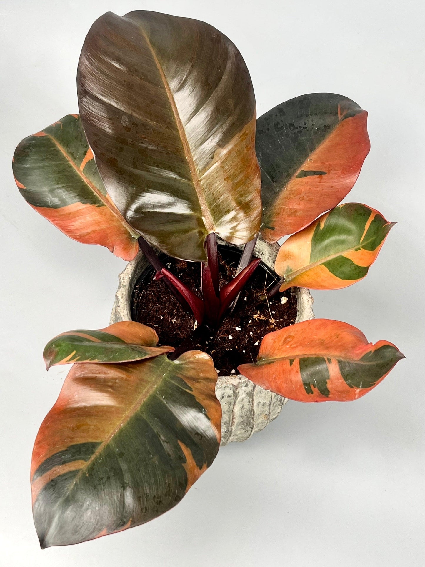 Philodendron 'black Cardinal' - View 13 from www redcrocus com