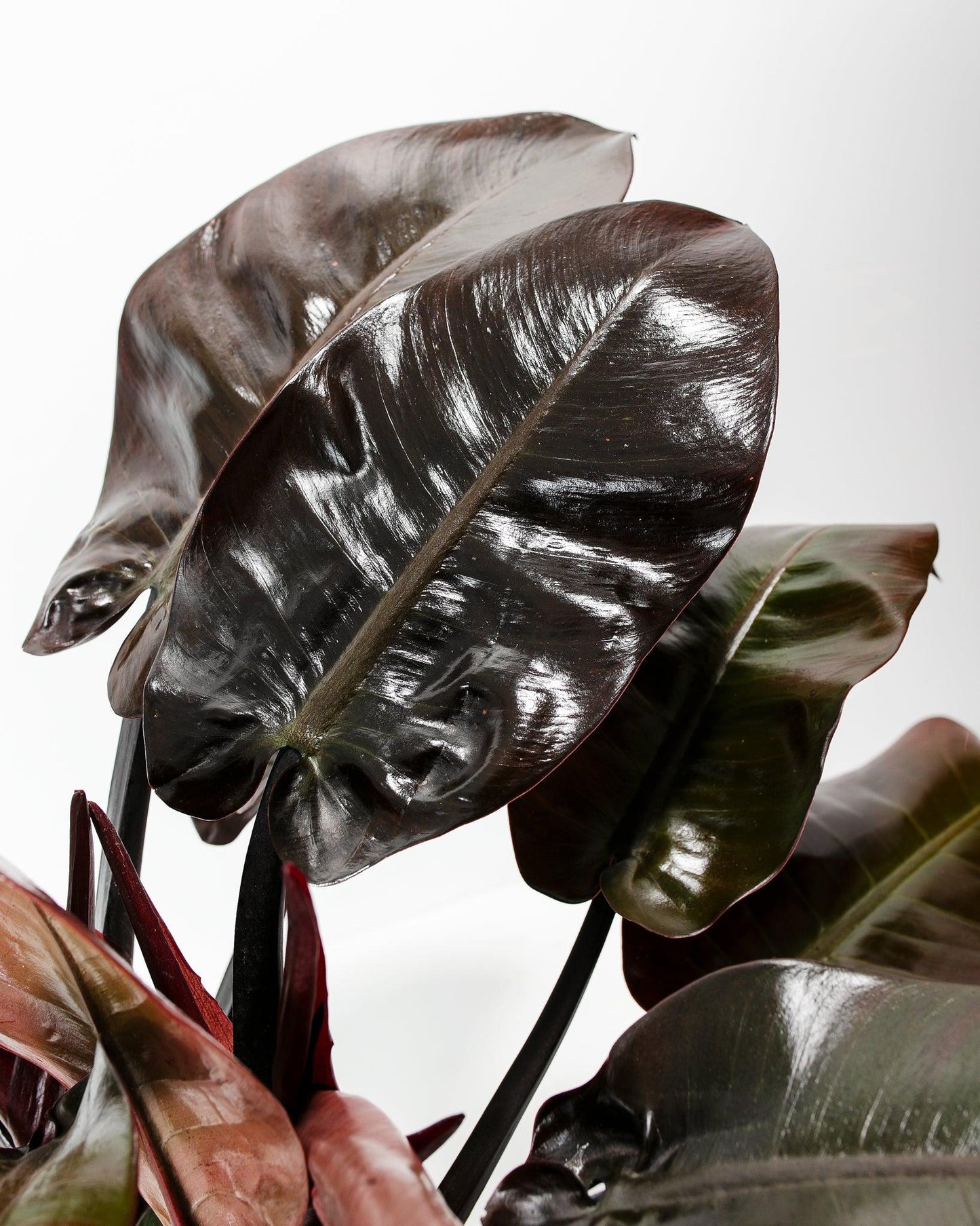 Philodendron 'black Cardinal' - View 14 from www redcrocus com