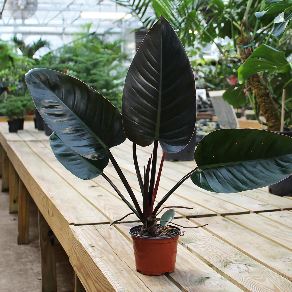 Philodendron 'black Cardinal' - View 18 from www redcrocus com