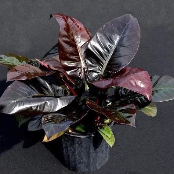 Philodendron 'black Cardinal' - View 2 from www redcrocus com