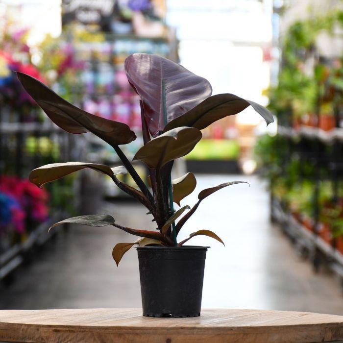 Philodendron 'black Cardinal' - View 3 from www redcrocus com