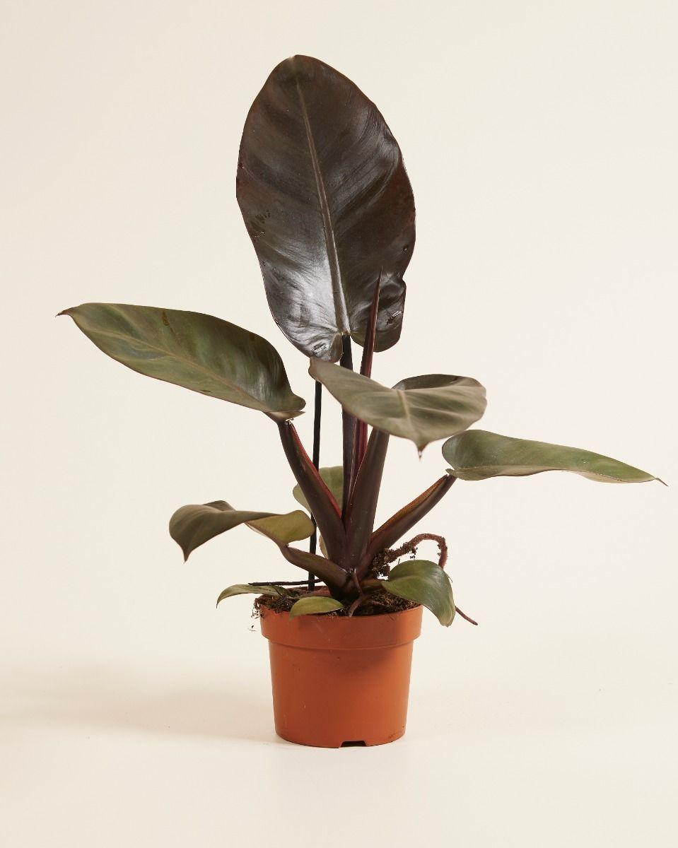 Philodendron 'black Cardinal' - View 4 from www redcrocus com