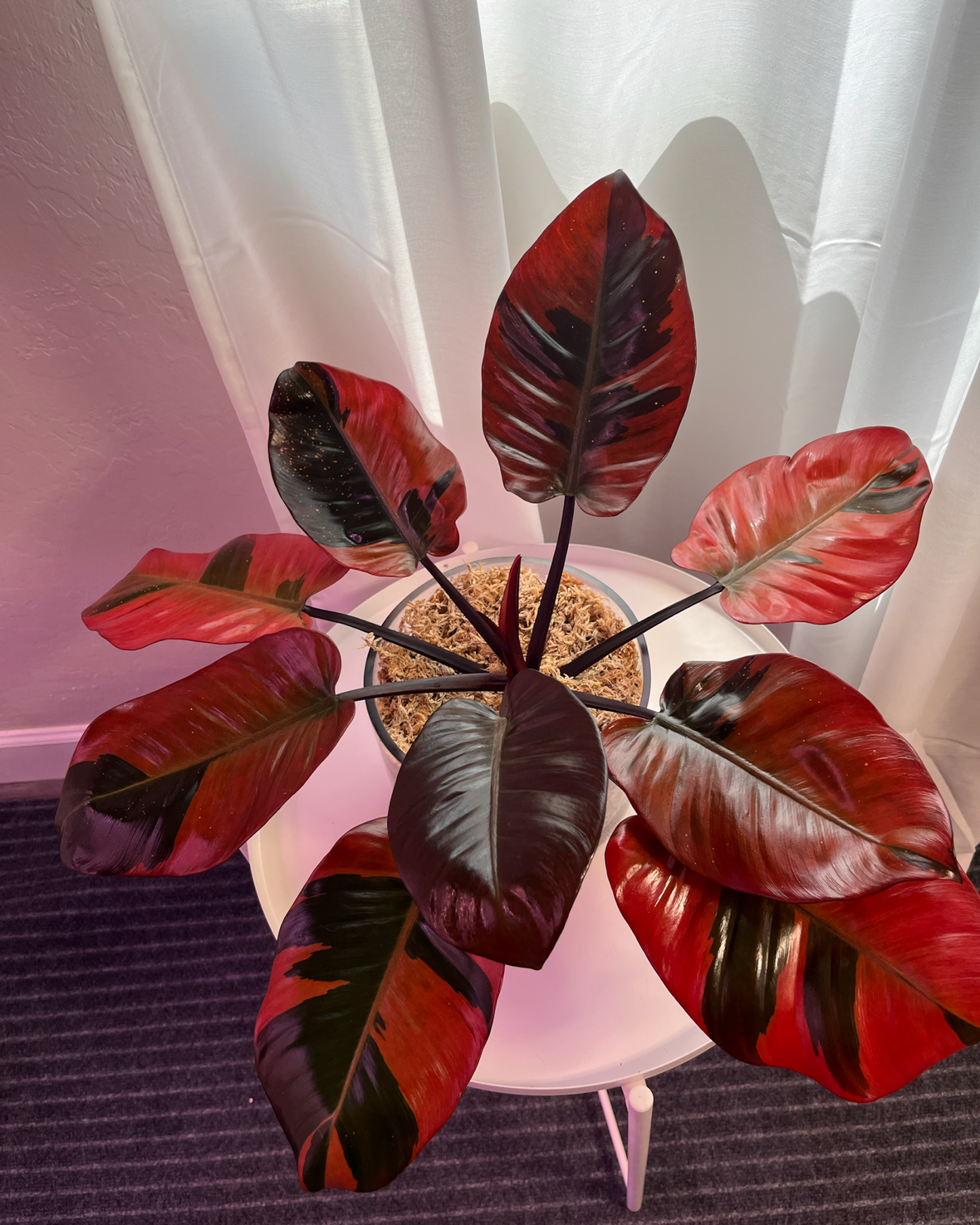 Philodendron 'black Cardinal' - View 5 from www redcrocus com