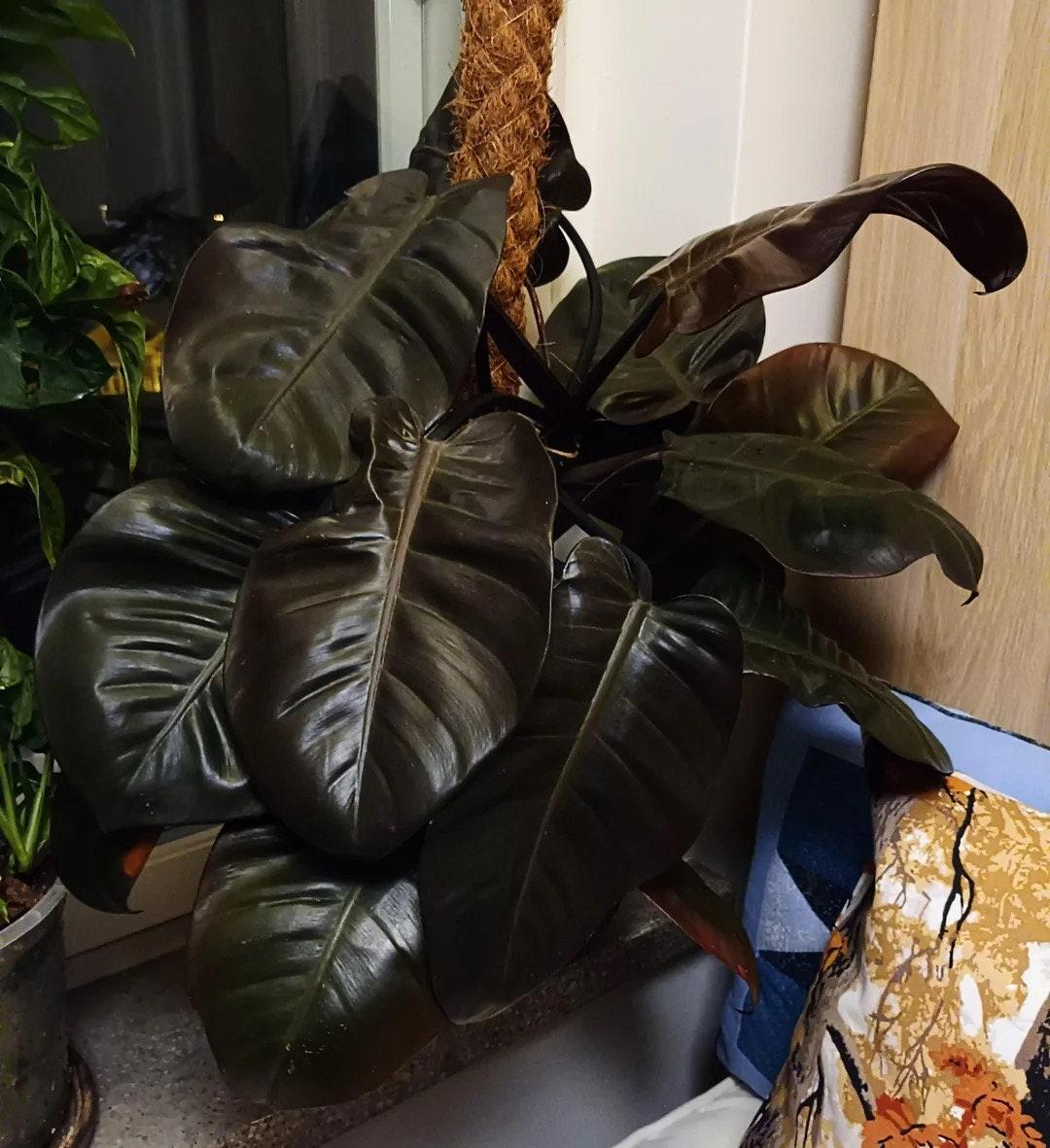 Philodendron 'black Cardinal' - View 6 from www redcrocus com