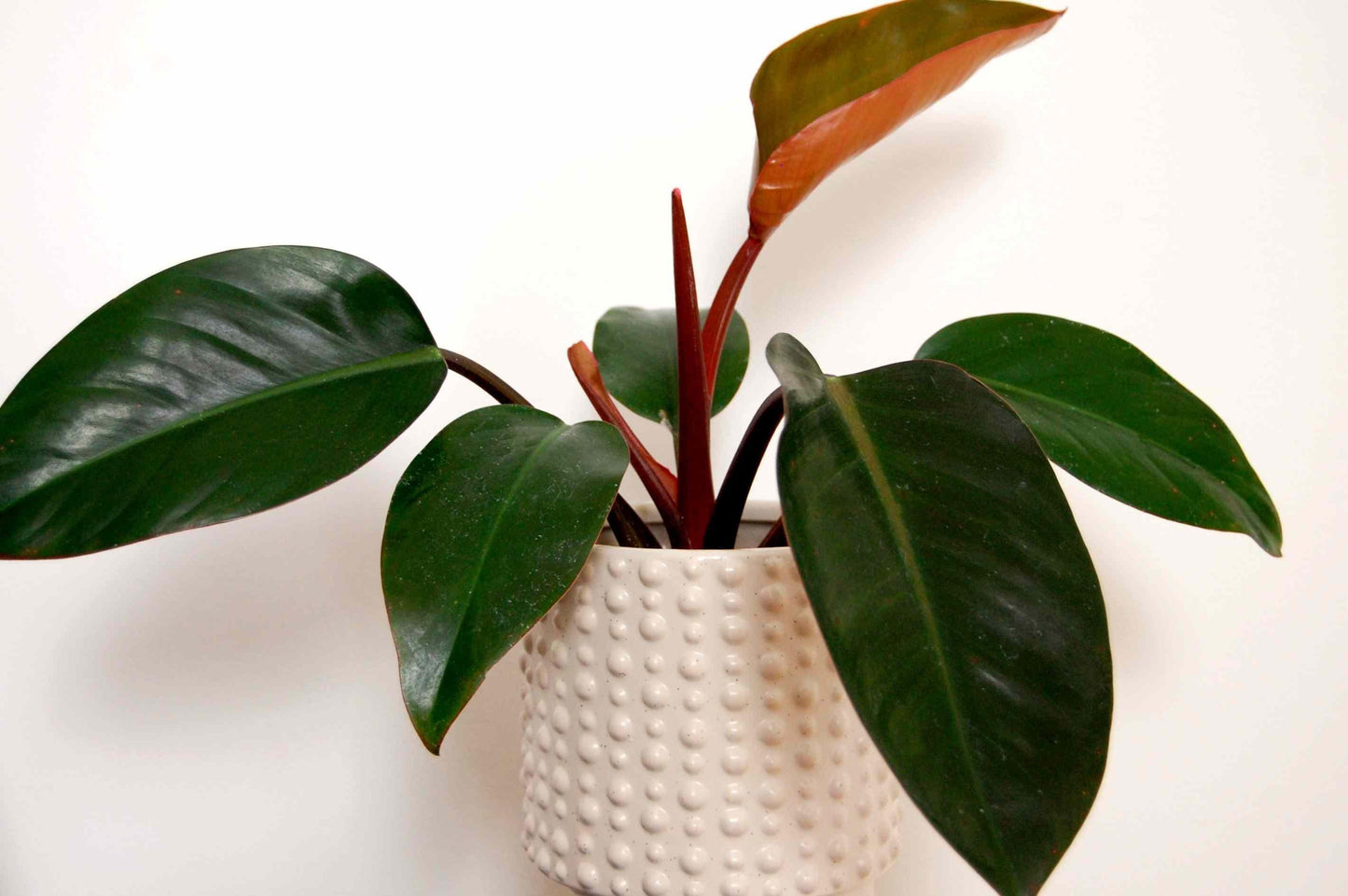 Philodendron 'black Cardinal' - View 7 from www redcrocus com