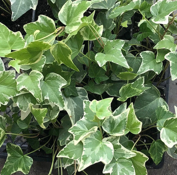 Hedera Helix Variegated Ivy - View 10 from www redcrocus com