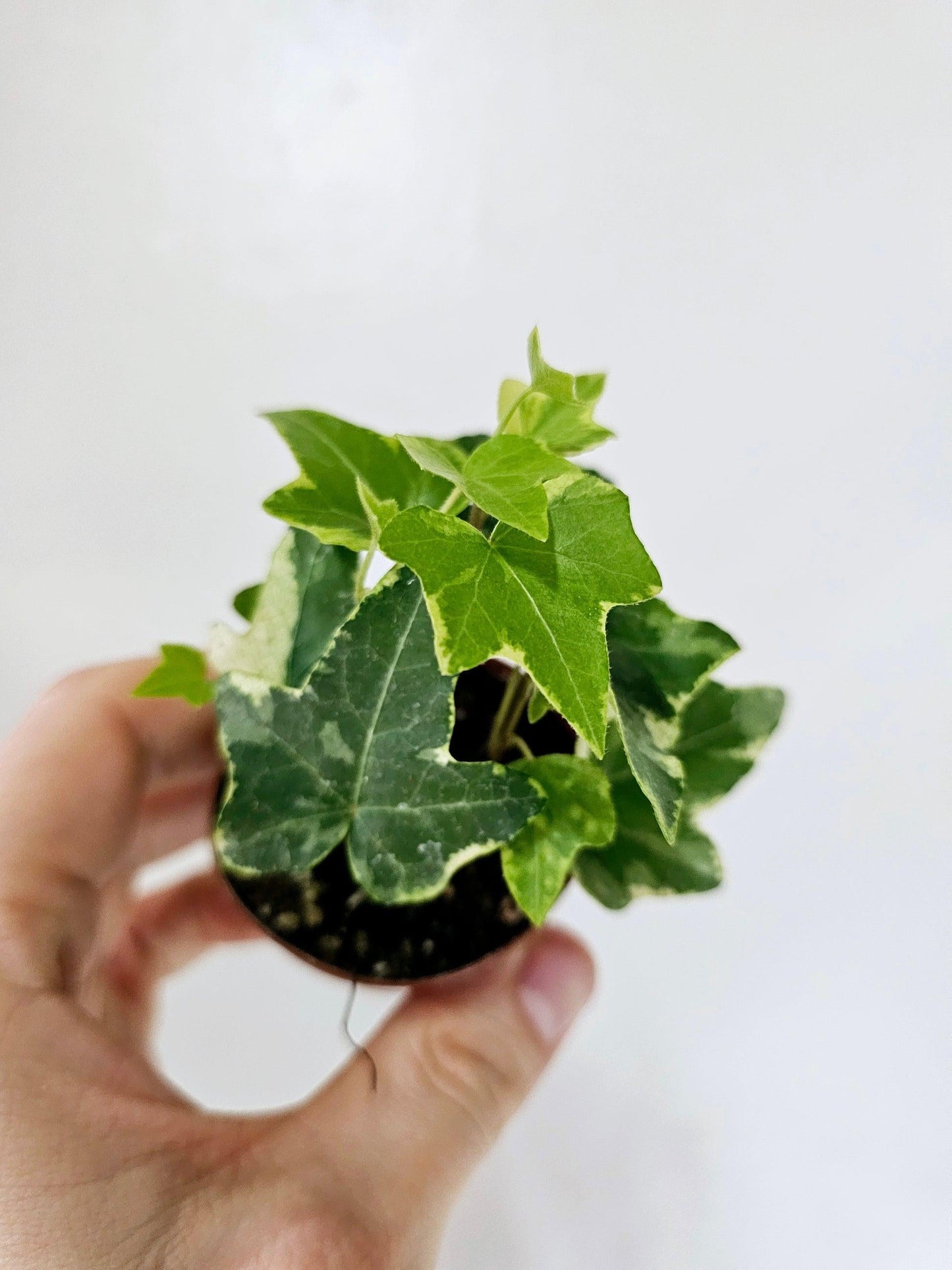 Hedera Helix Variegated Ivy - View 10 from www redcrocus com