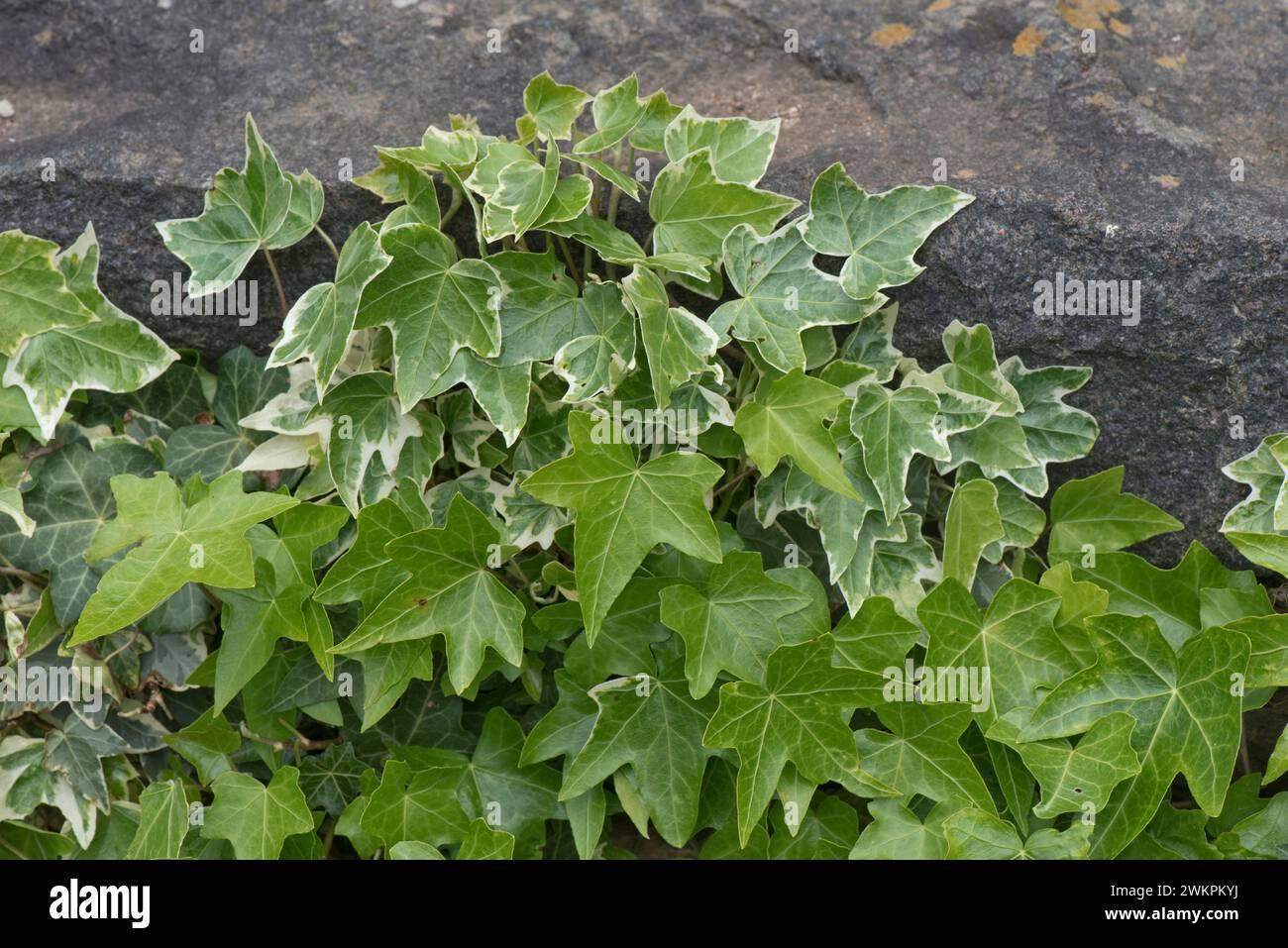 Hedera Helix Variegated Ivy - View 11 from www redcrocus com