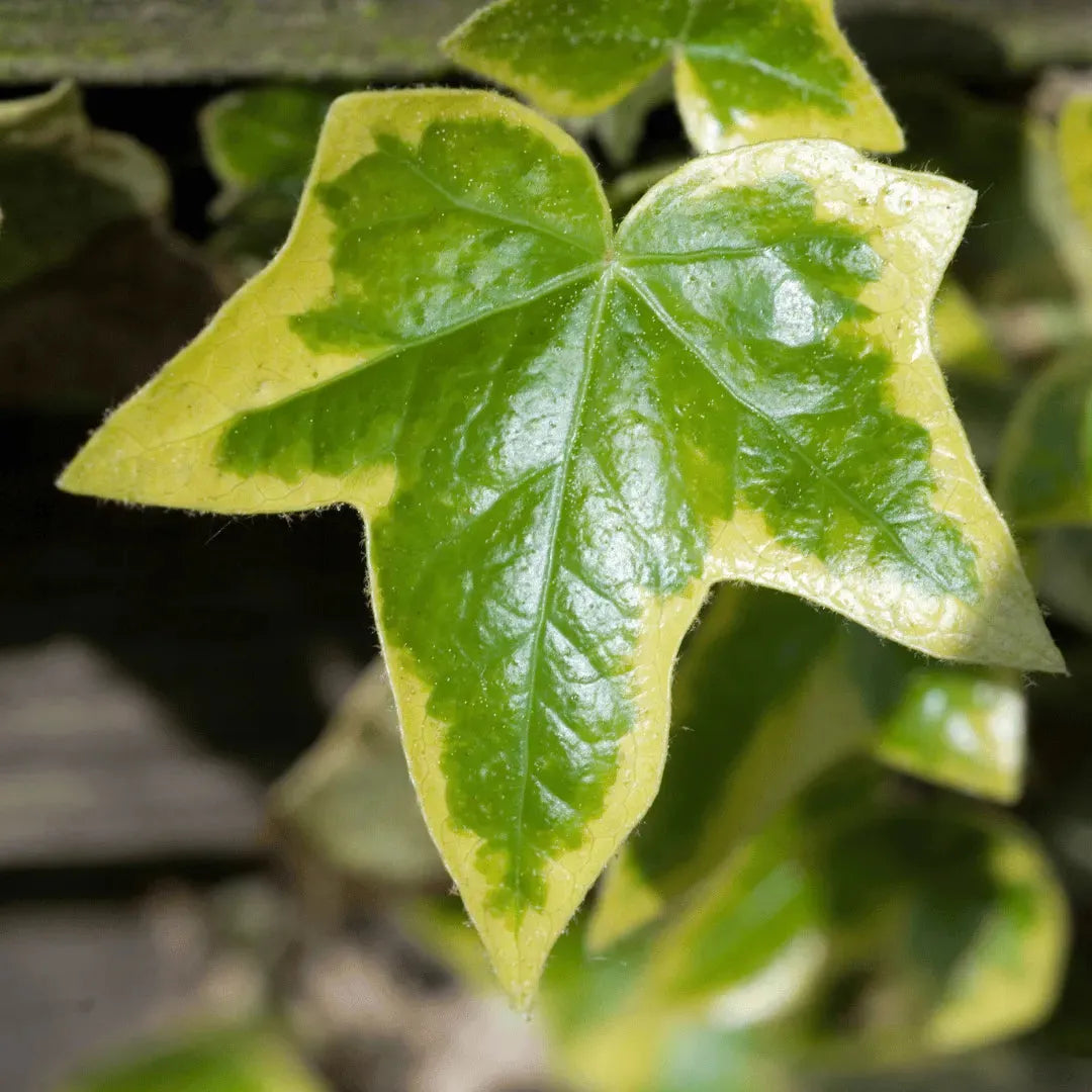 Hedera Helix Variegated Ivy - View 11 from www redcrocus com