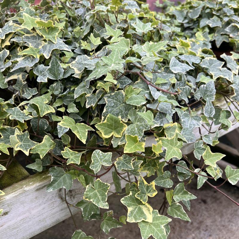 Hedera Helix Variegated Ivy - View 13 from www redcrocus com