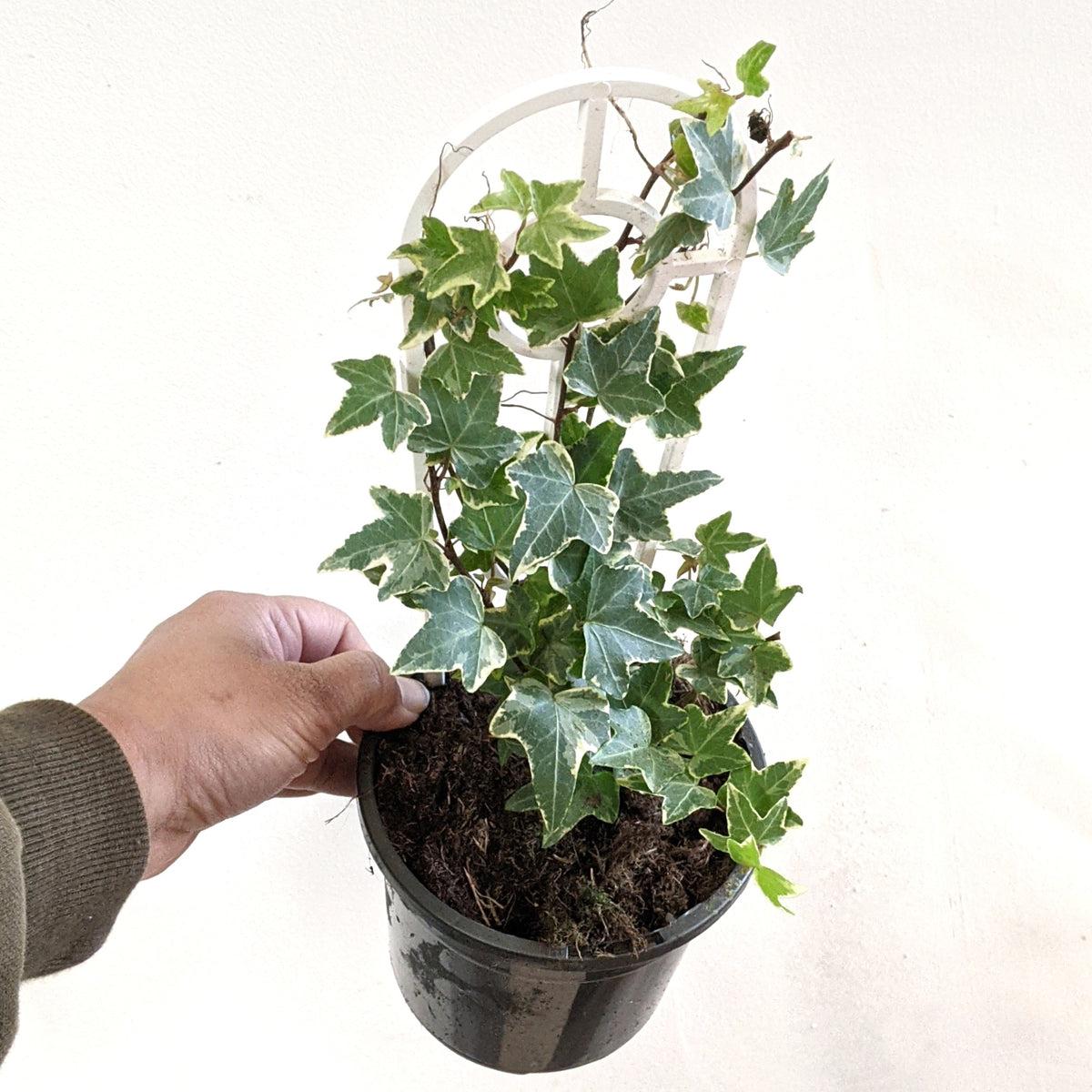 Hedera Helix Variegated Ivy - View 15 from www redcrocus com