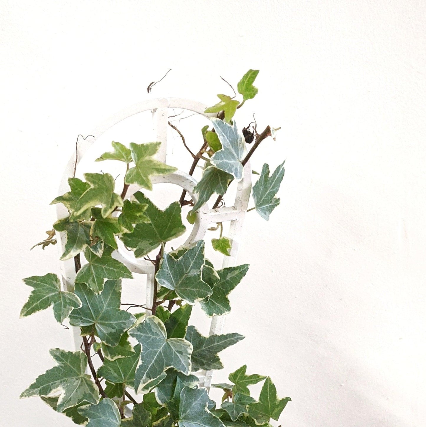 Hedera Helix Variegated Ivy - View 16 from www redcrocus com