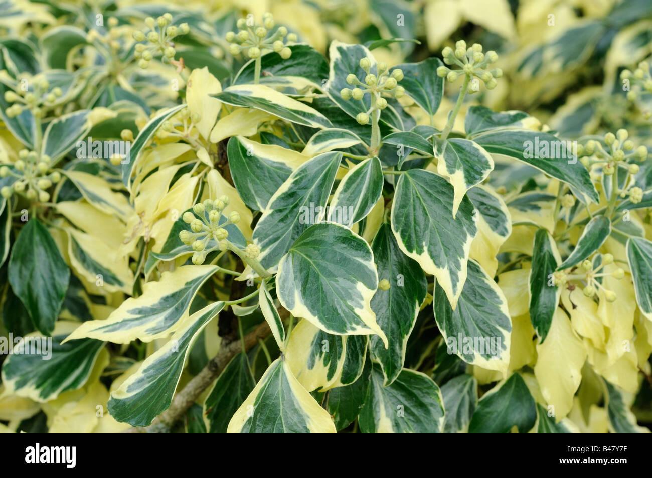 Hedera Helix Variegated Ivy - View 17 from www redcrocus com