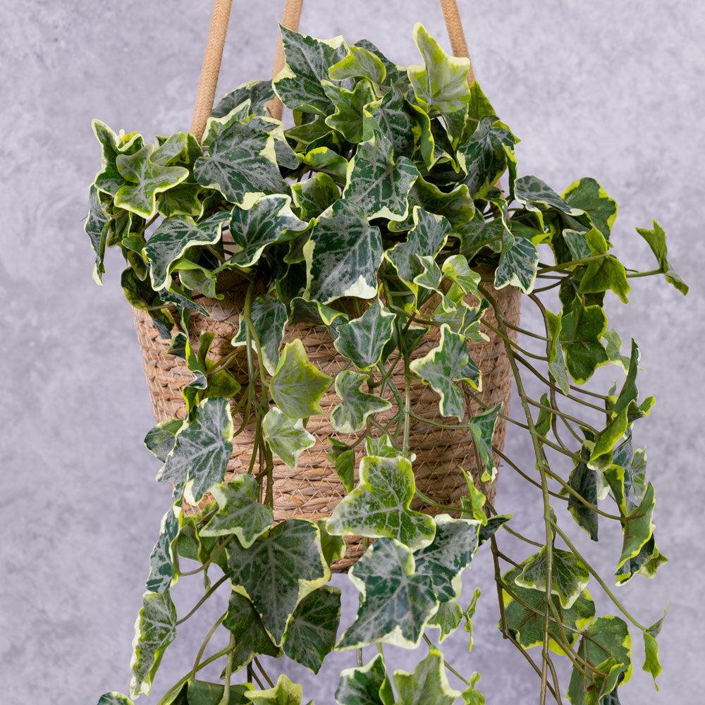 Hedera Helix Variegated Ivy - View 18 from www redcrocus com