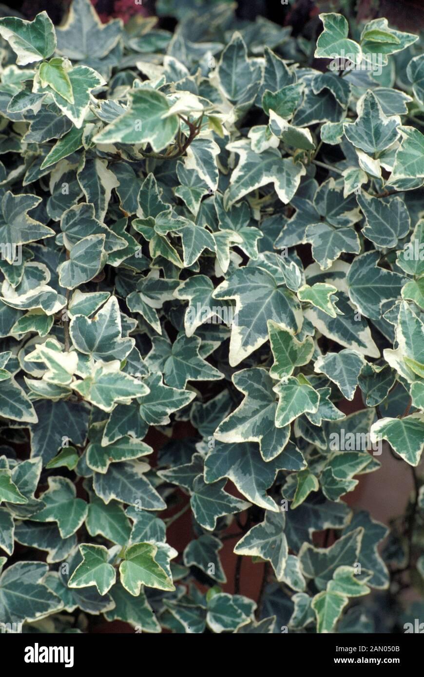 Hedera Helix Variegated Ivy - View 1 from www redcrocus com