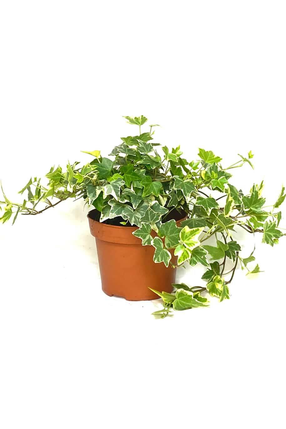 Hedera Helix Variegated Ivy - View 20 from www redcrocus com
