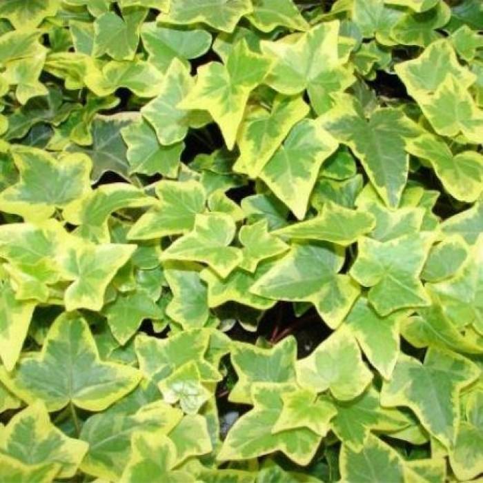 Hedera Helix Variegated Ivy - View 2 from www redcrocus com