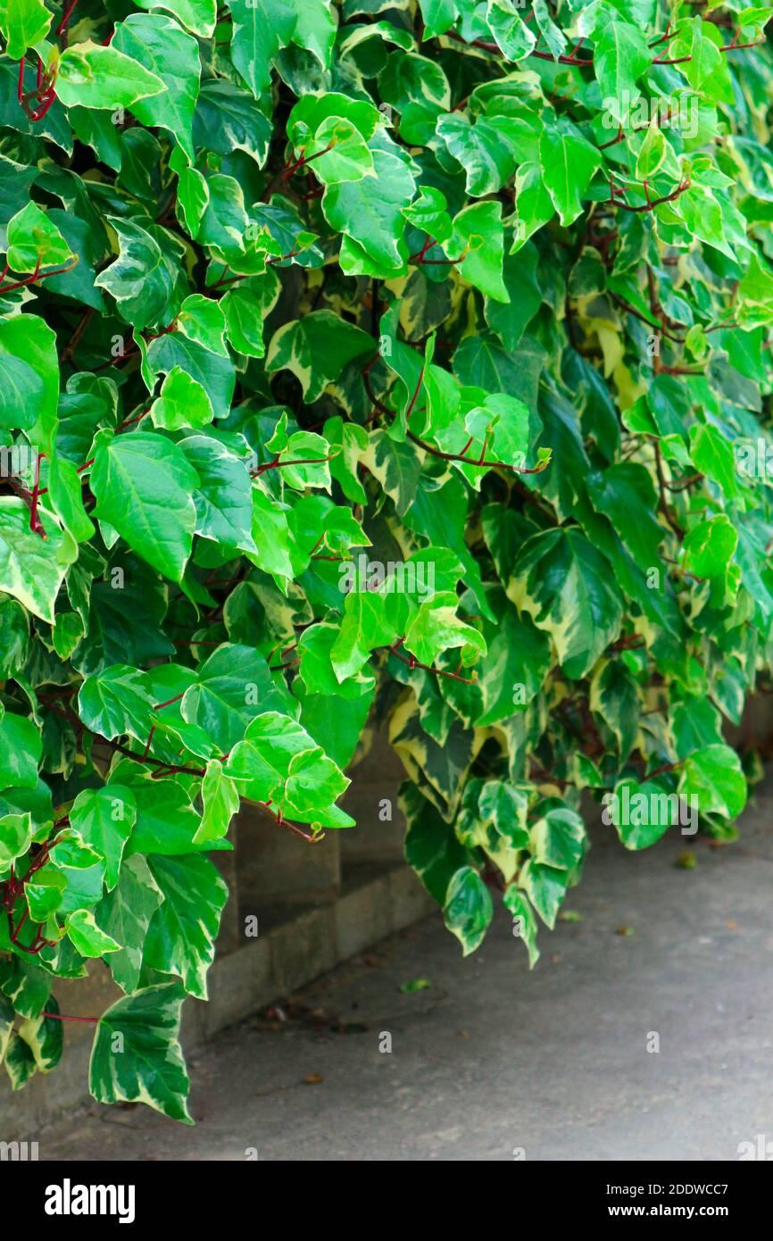 Hedera Helix Variegated Ivy - View 3 from www redcrocus com