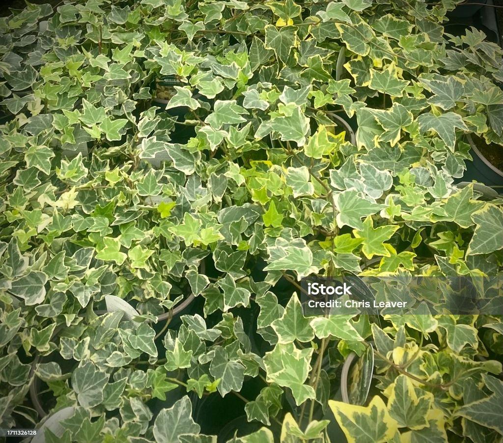 Hedera Helix Variegated Ivy - View 4 from www redcrocus com