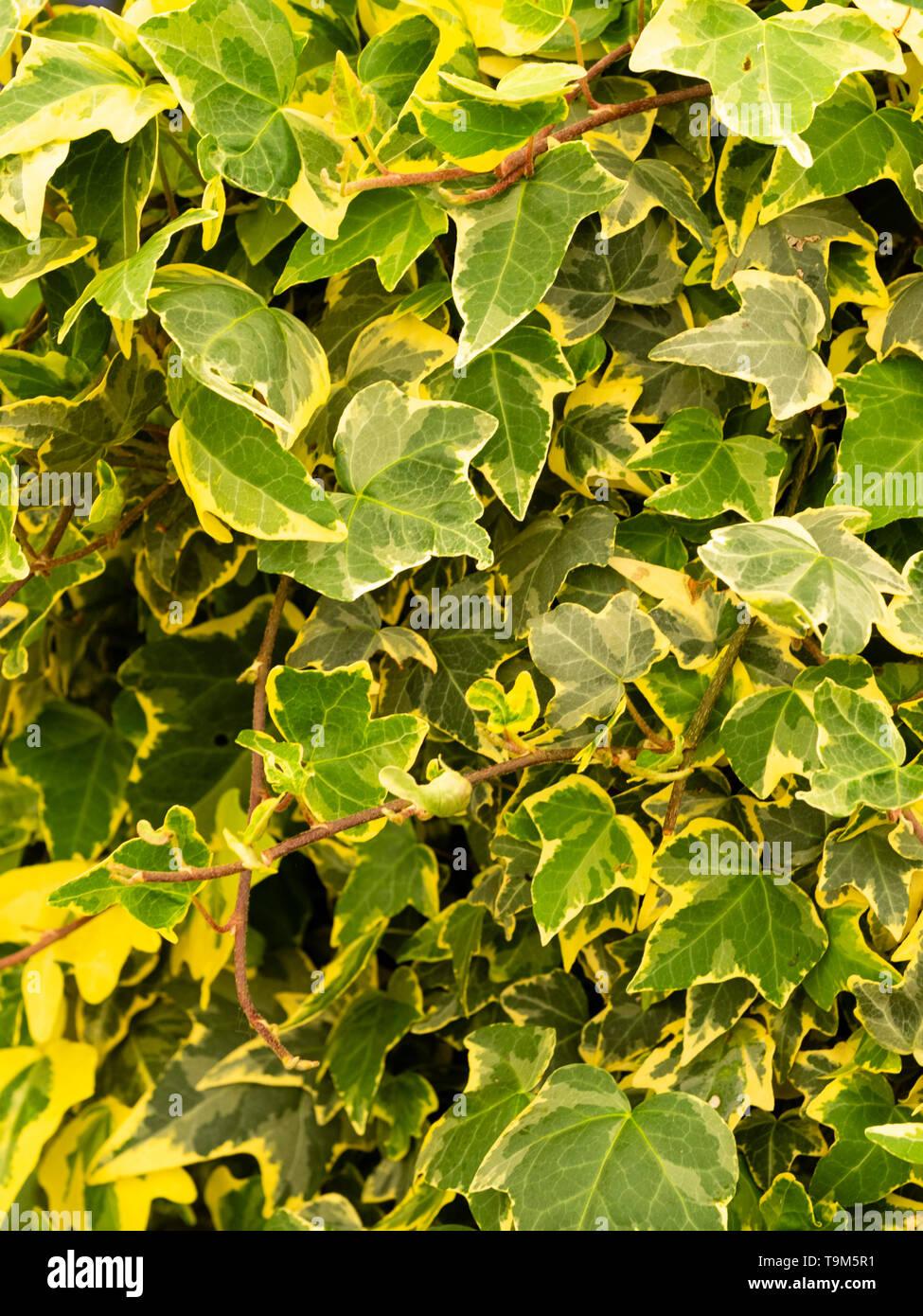 Hedera Helix Variegated Ivy - View 6 from www redcrocus com