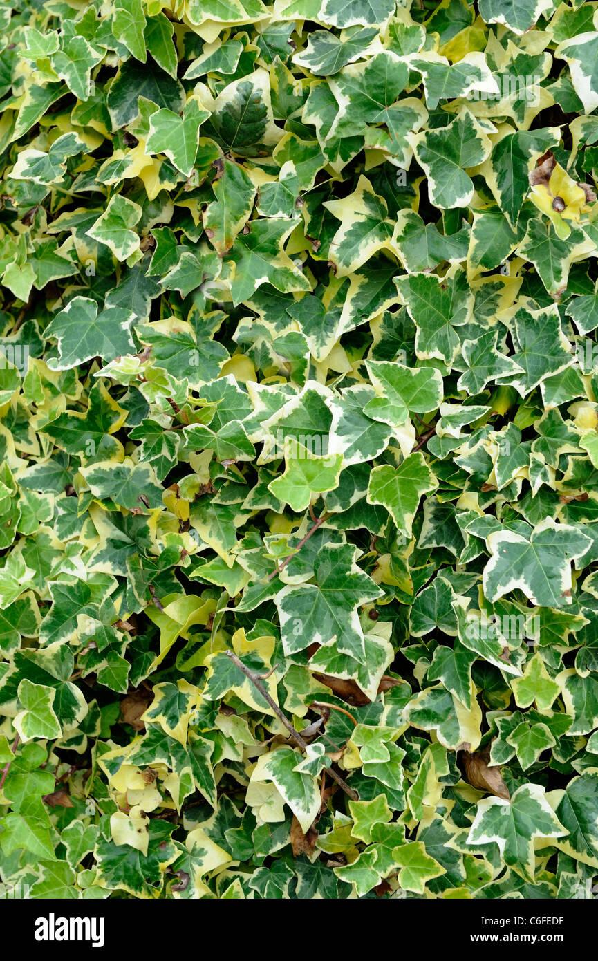 Hedera Helix Variegated Ivy - View 7 from www redcrocus com