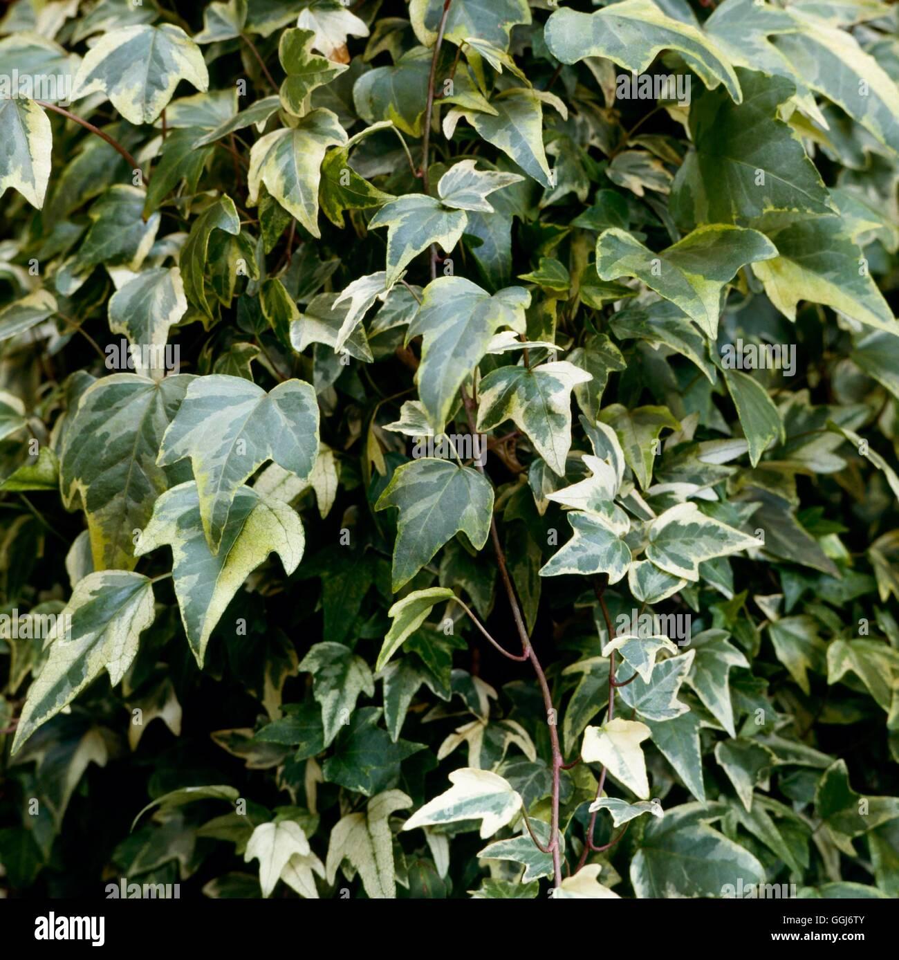 Hedera Helix Variegated Ivy - View 8 from www redcrocus com