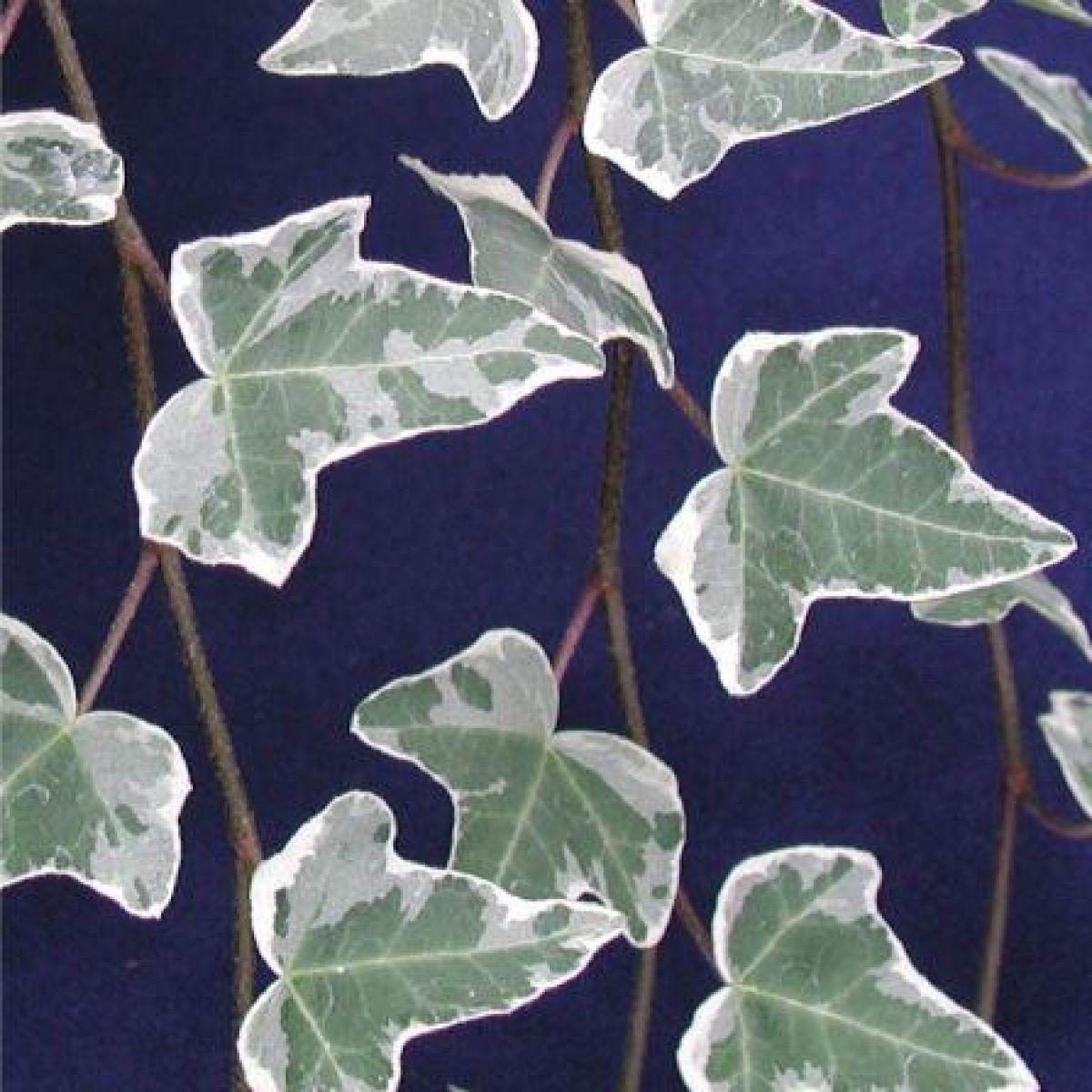 Hedera Helix Variegated Ivy - View 9 from www redcrocus com