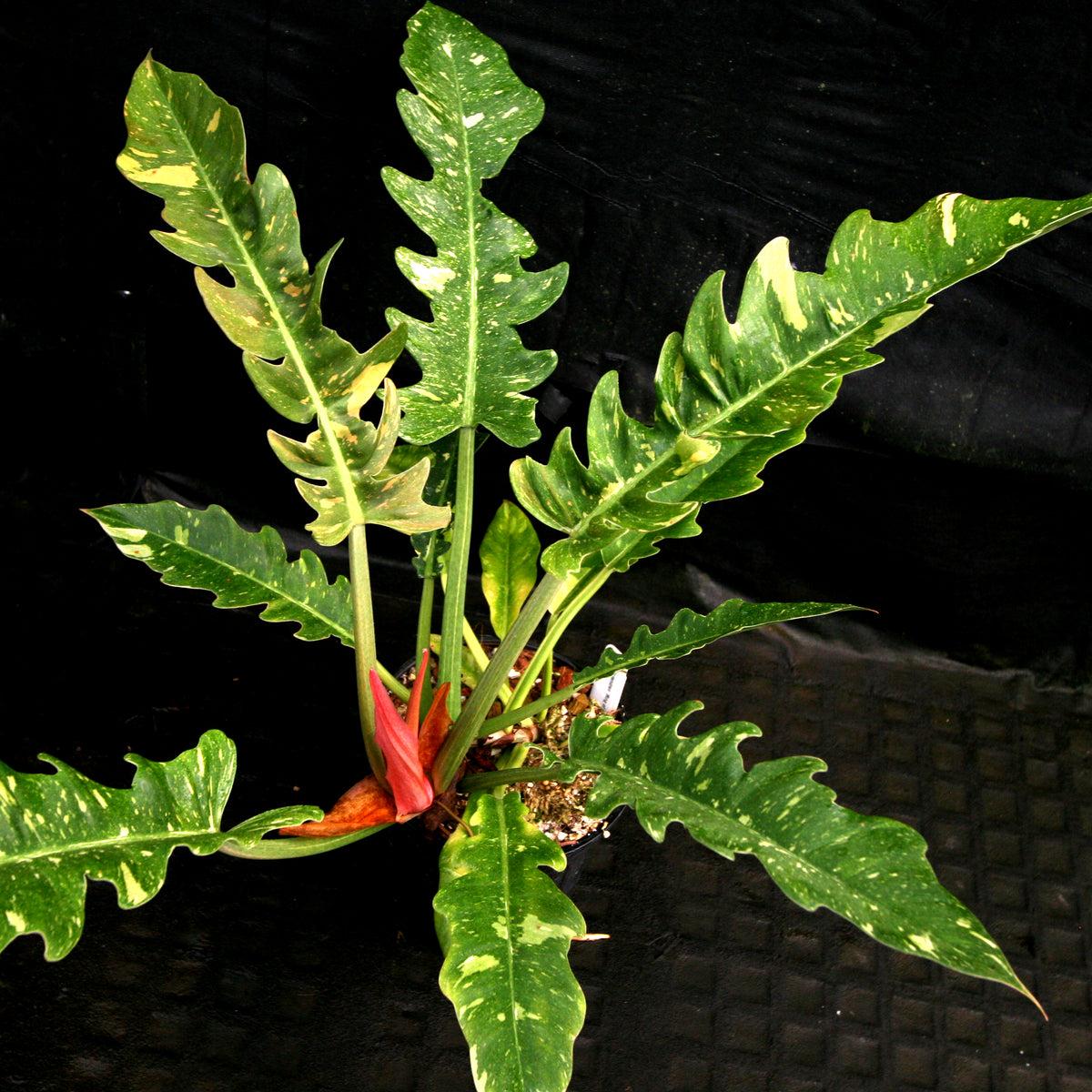 Philodendron Ring Of Fire - View 6 from www redcrocus com