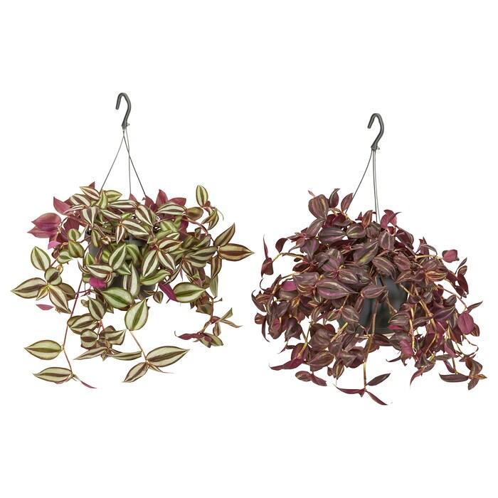 Tradescantia Assorted - View 10 from www redcrocus com