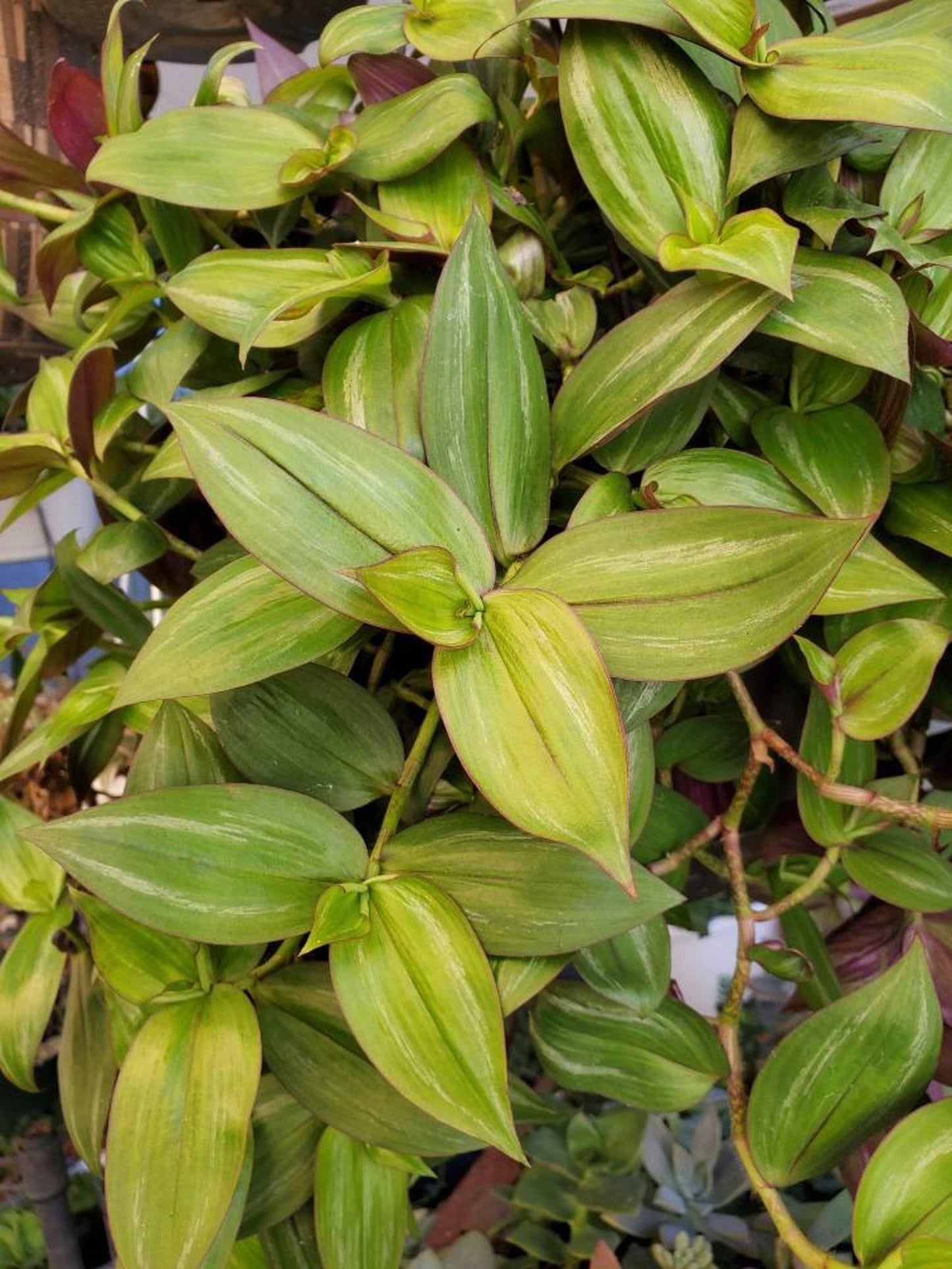 Tradescantia Assorted - View 8 from www redcrocus com