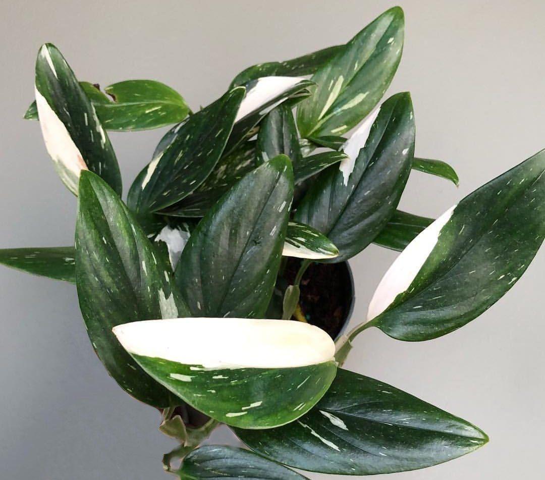 Monstera Cobra (monstera Standleyana Albo Variegata ) - View 17 from www redcrocus com