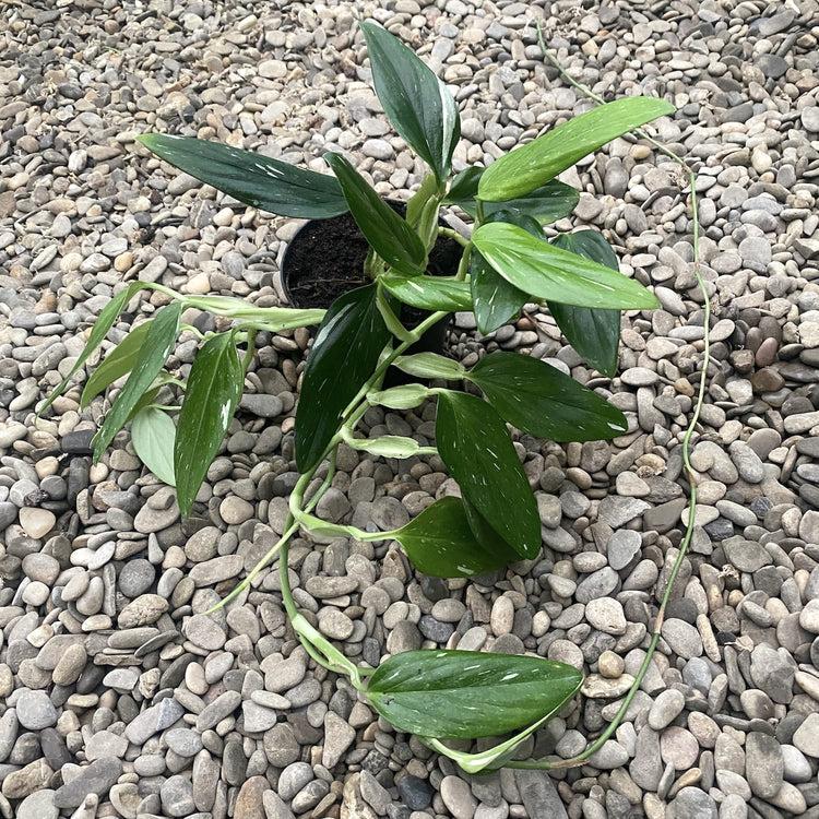 Monstera Cobra (monstera Standleyana Albo Variegata ) - View 3 from www redcrocus com