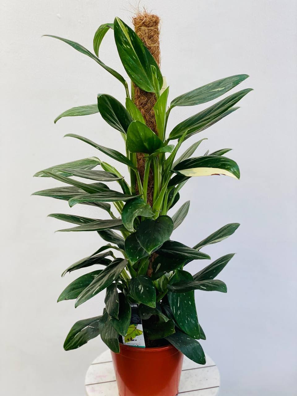 Monstera Cobra (monstera Standleyana Albo Variegata ) - View 6 from www redcrocus com