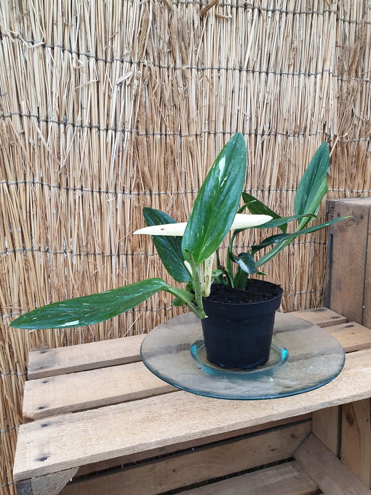 Monstera Cobra (monstera Standleyana Albo Variegata ) - View 7 from www redcrocus com