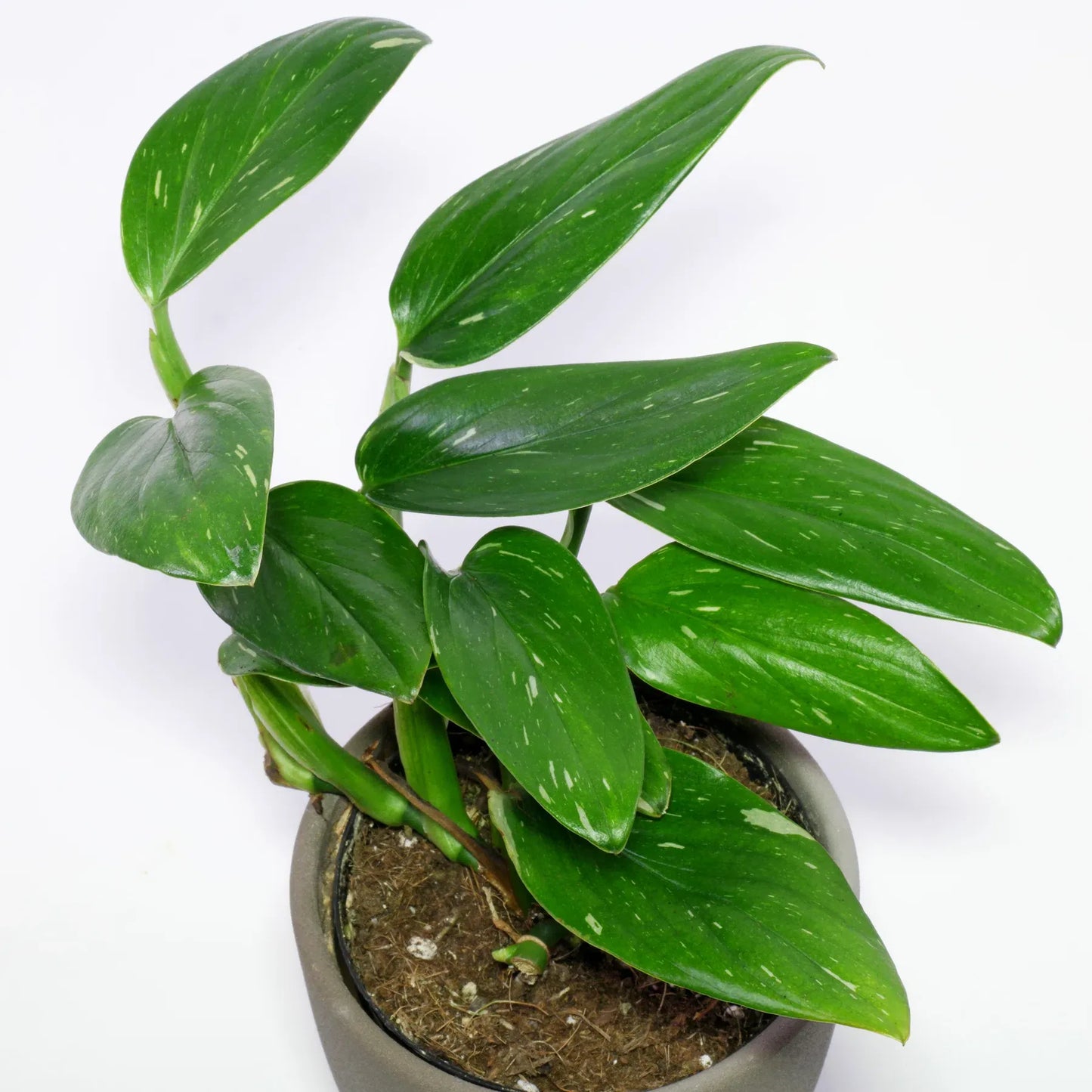 Monstera Cobra (monstera Standleyana Albo Variegata ) - View 9 from www redcrocus com