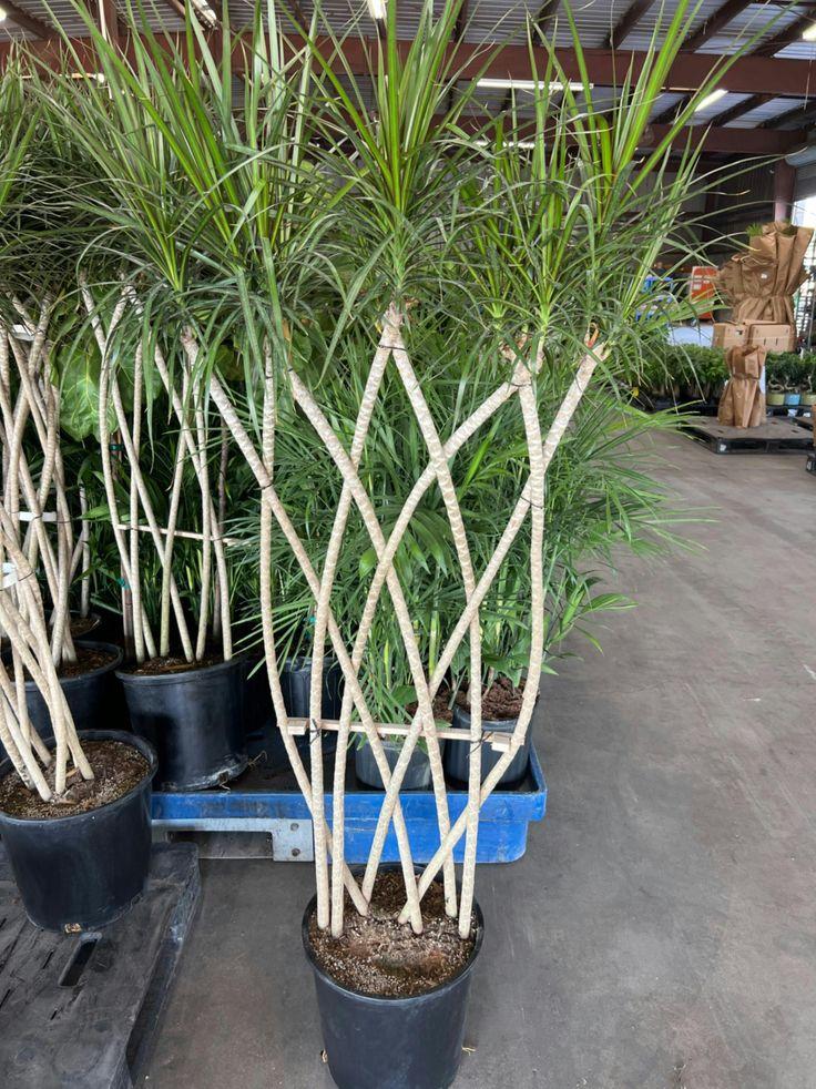 Dracaena Marginata 'flat Weave' - View 12 from www redcrocus com