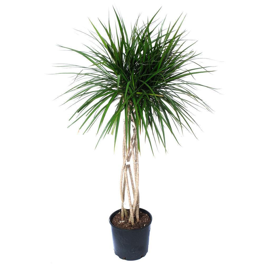 Dracaena Marginata 'flat Weave' - View 13 from www redcrocus com