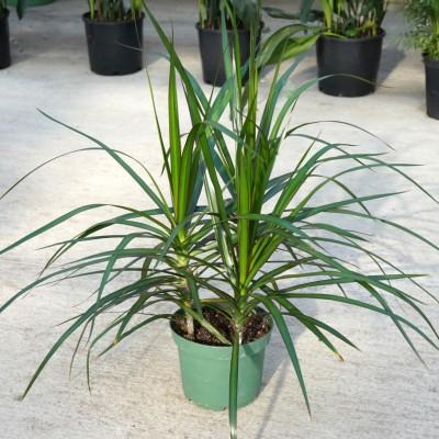 Dracaena Marginata 'flat Weave' - View 17 from www redcrocus com