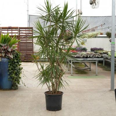 Dracaena Marginata 'flat Weave' - View 20 from www redcrocus com