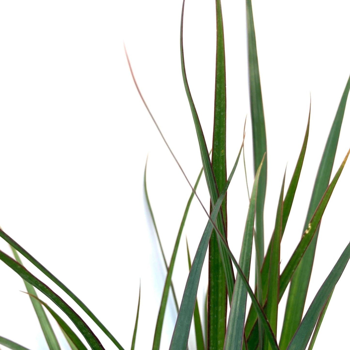 Dracaena Marginata 'flat Weave' - View 24 from www redcrocus com