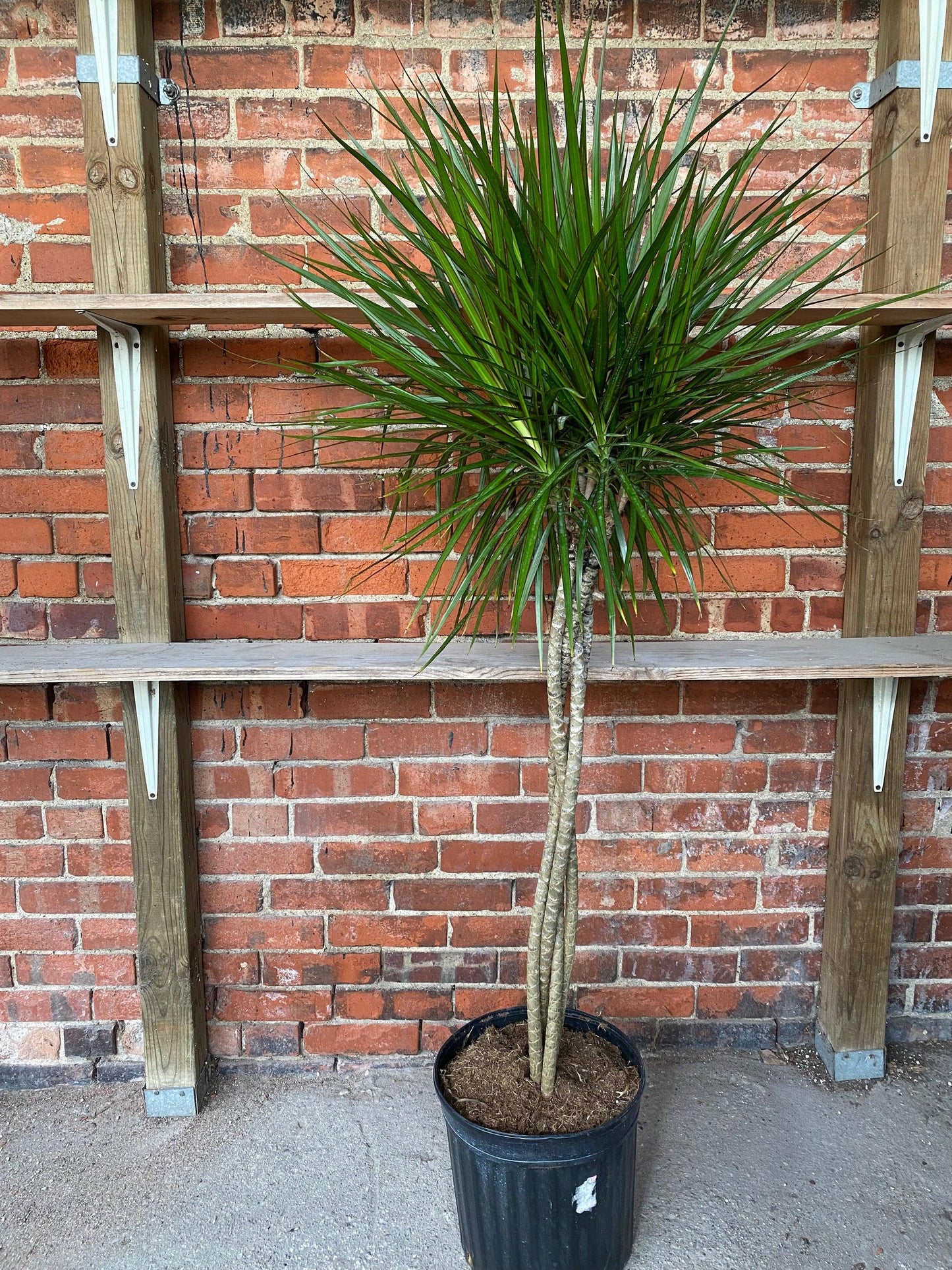 Dracaena Marginata 'flat Weave' - View 26 from www redcrocus com