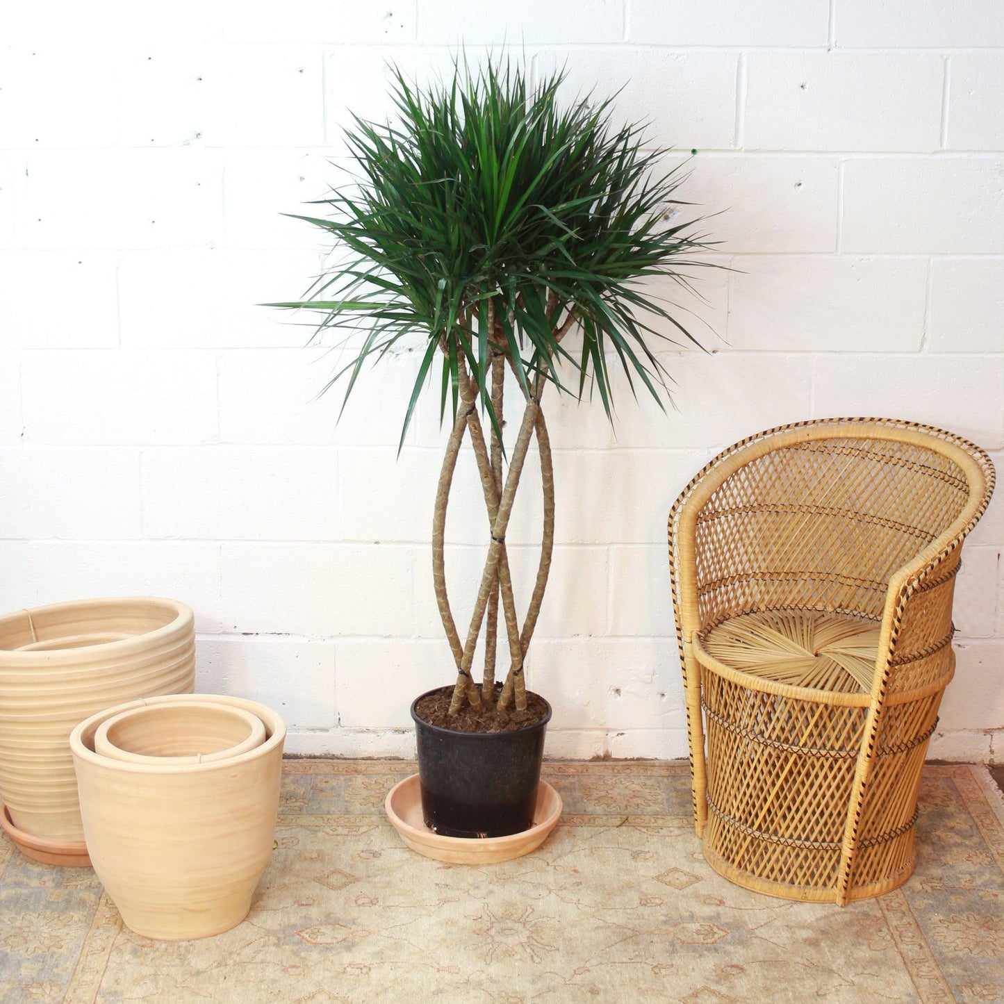 Dracaena Marginata 'flat Weave' - View 27 from www redcrocus com