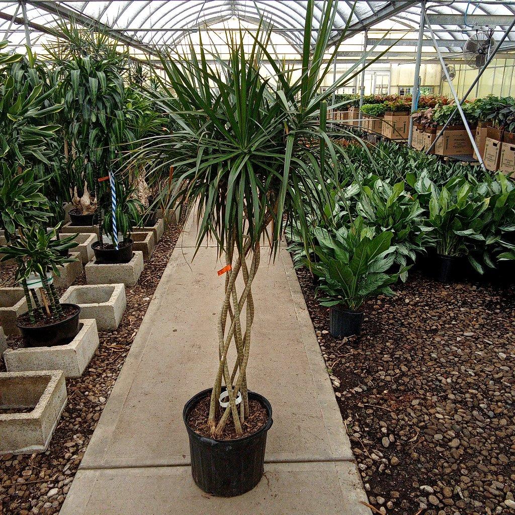Dracaena Marginata 'flat Weave' - View 28 from www redcrocus com