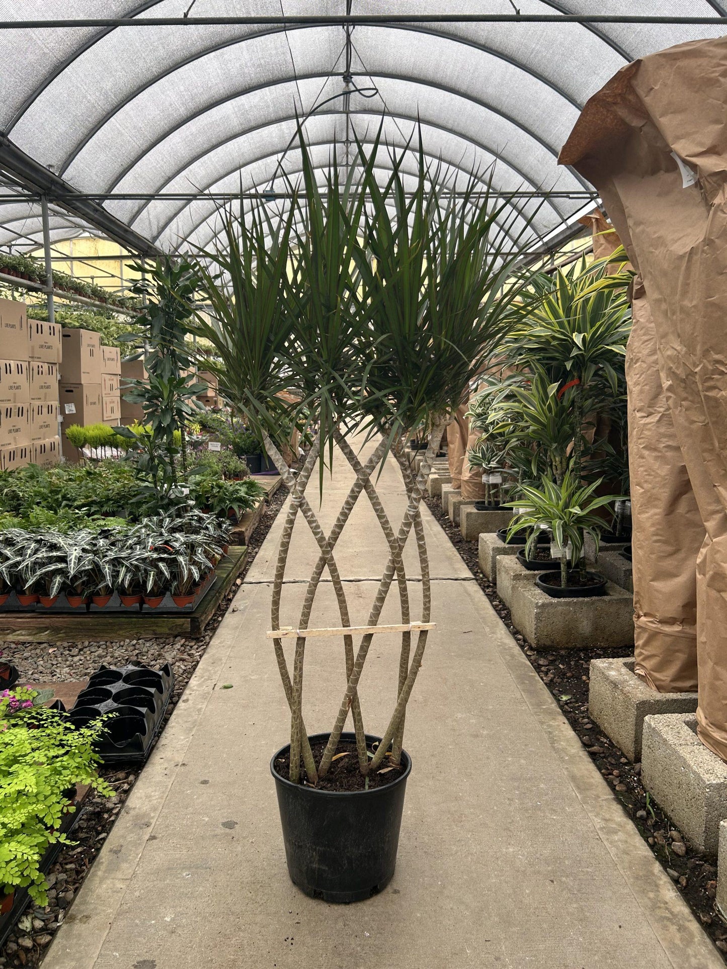Dracaena Marginata 'flat Weave' - View 29 from www redcrocus com